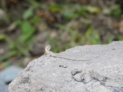 Anolis nebulosus