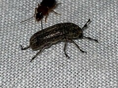 Ozotomerus japonicus
