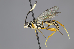 Plagiotrypes concinnus