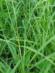 Rottboellia cochinchinensis