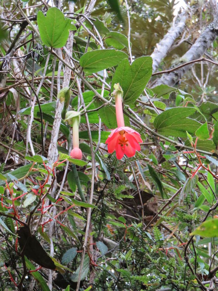 Passiflora crispolanata