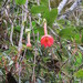 Passiflora crispolanata - Photo (c) max_hof_mann, algunos derechos reservados (CC BY-NC), subido por max_hof_mann
