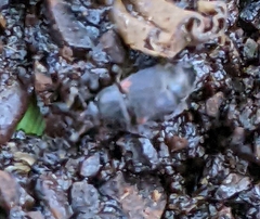 Caplothorax lugubris