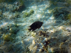 Stegastes rectifraenum