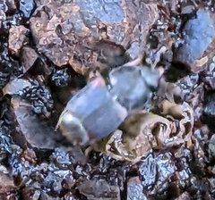 Caplothorax lugubris