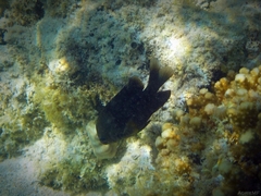 Stegastes rectifraenum