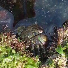 Pachygrapsus transversus