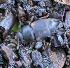 Caplothorax lugubris