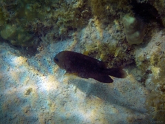 Stegastes rectifraenum