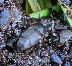 Caplothorax lugubris