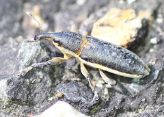 Lixus ochraceus