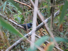 Diglossa caerulescens