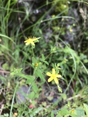 Hypericum taihezanense