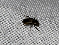 Helichus lithophilus