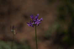 Dichelostemma multiflorum