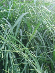 Rottboellia cochinchinensis