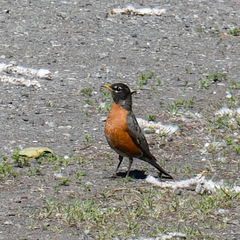 Turdus migratorius