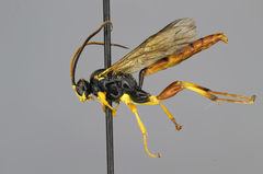 Exephanes californicus