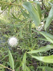 Cephalanthus