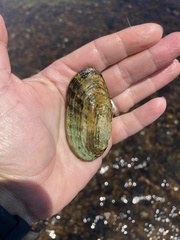 Alasmidonta marginata