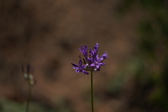 Dichelostemma multiflorum