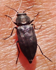 Melanophila acuminata