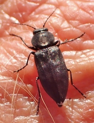 Melanophila acuminata