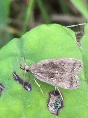 Dichomeris juncidella