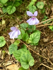 Viola formosana