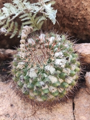 Mammillaria hertrichiana