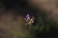 Dichelostemma multiflorum