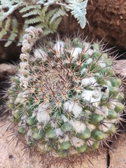 Mammillaria hertrichiana