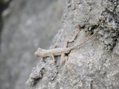 Anolis nebulosus