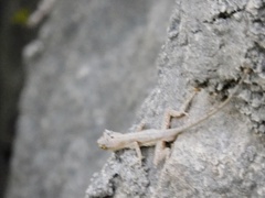 Anolis nebulosus