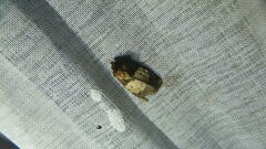 Hampsonodes naevia