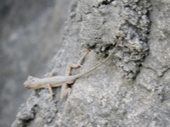 Anolis nebulosus