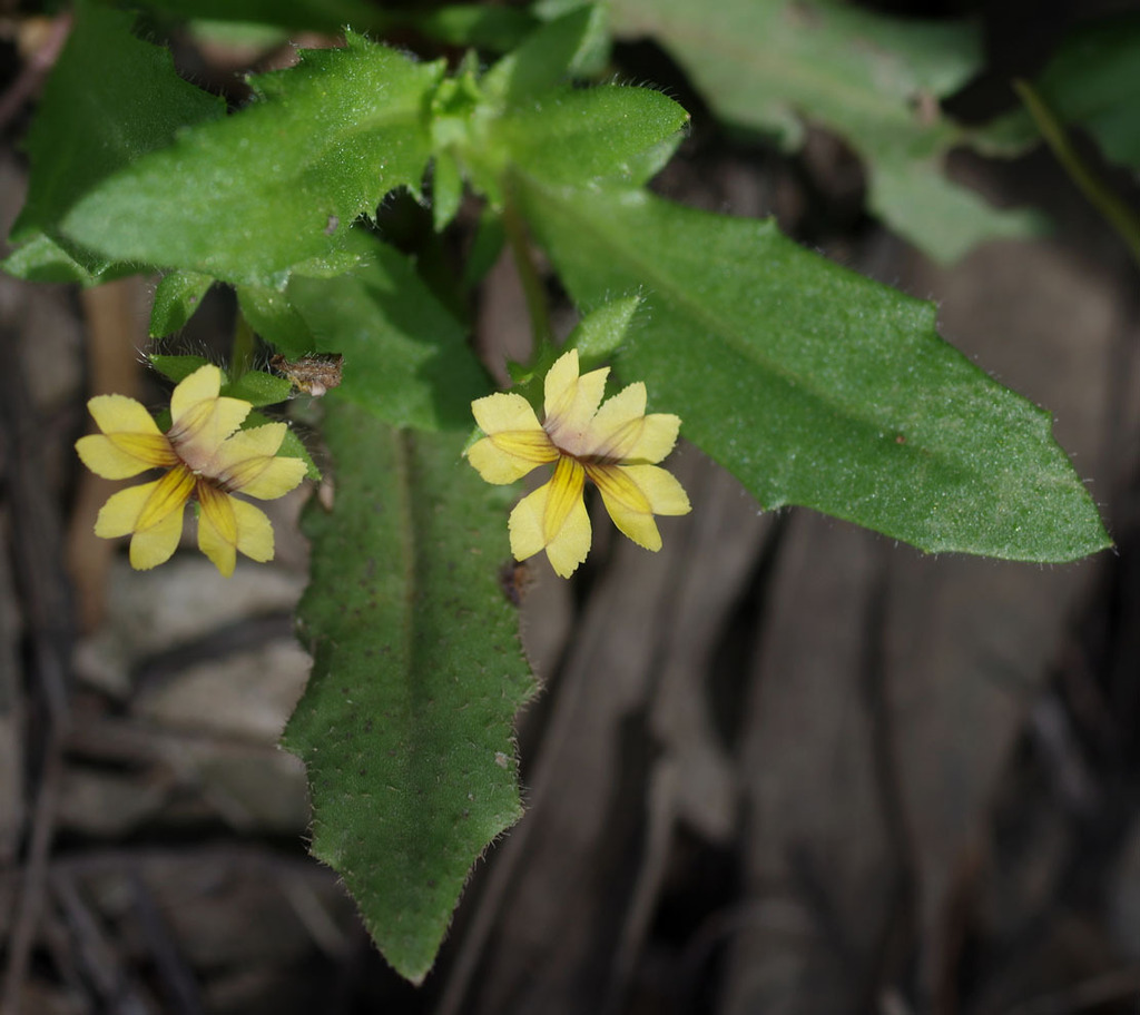 Goodenia pilosa (Goodenia pilosa)