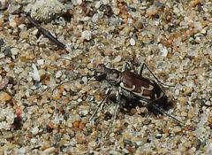 Cicindela repanda repanda