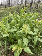 Koenigia phytolaccifolia