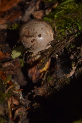 Lycoperdon subincarnatum