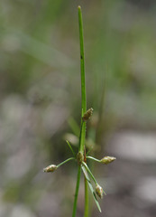Fimbristylis dolera