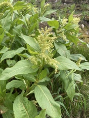 Koenigia phytolaccifolia