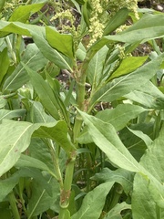 Koenigia phytolaccifolia