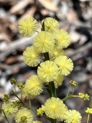 Acacia alata