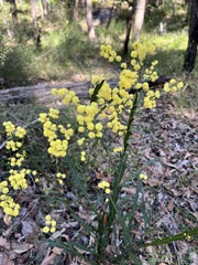 Acacia alata
