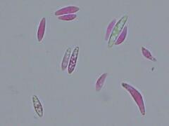 Mitrula lunulatospora