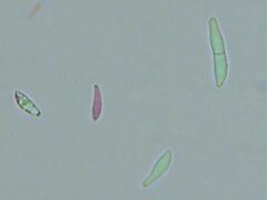 Mitrula lunulatospora