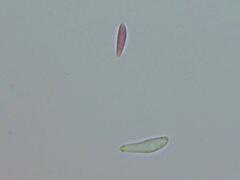 Mitrula lunulatospora