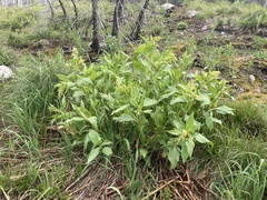 Koenigia phytolaccifolia