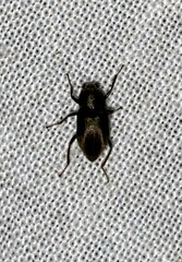 Helichus lithophilus